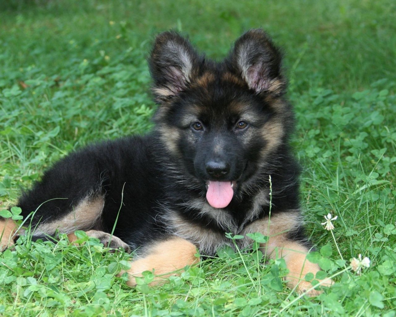 Babygerman Shepherd Wallpapers