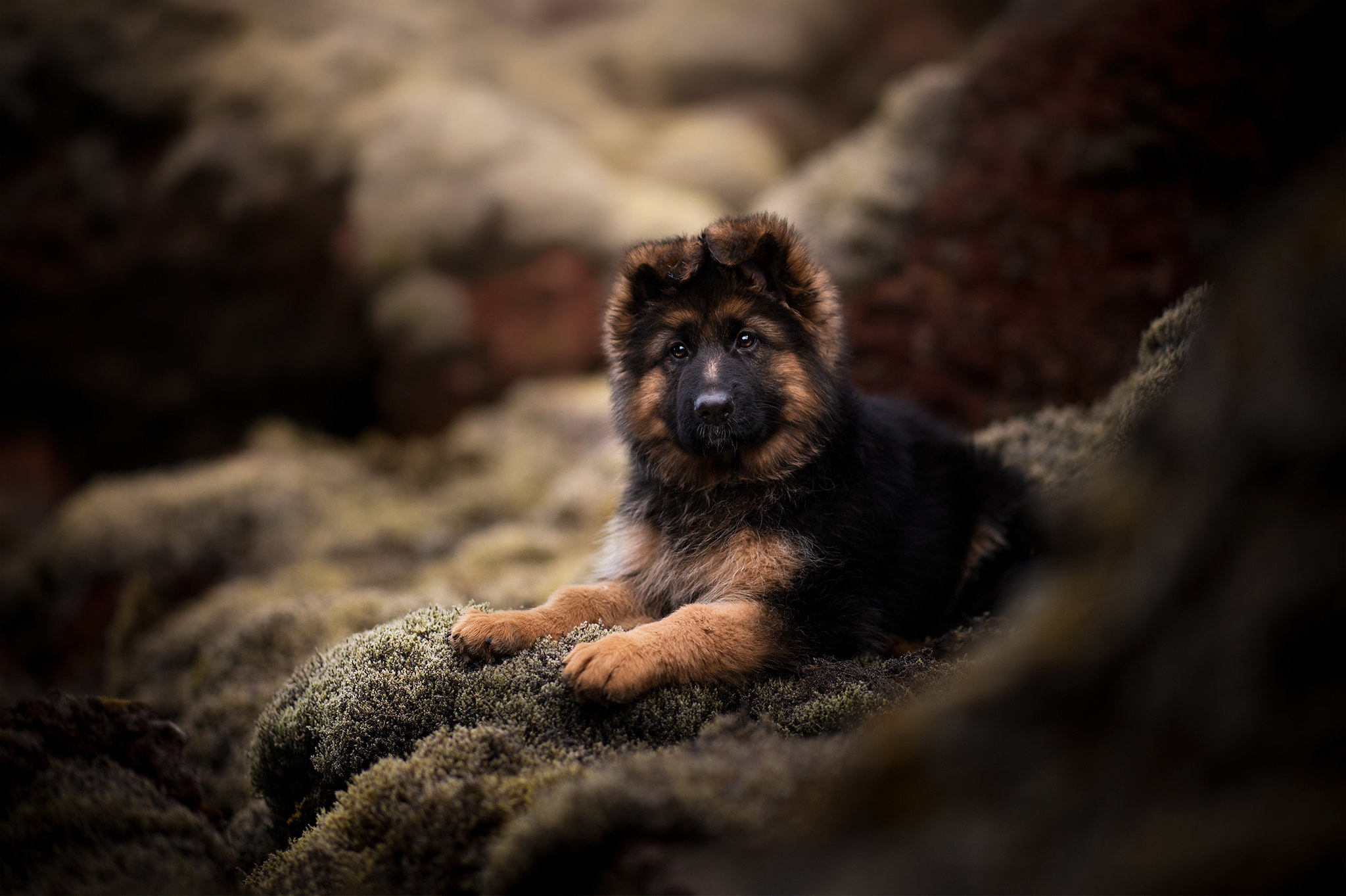 Babygerman Shepherd Wallpapers