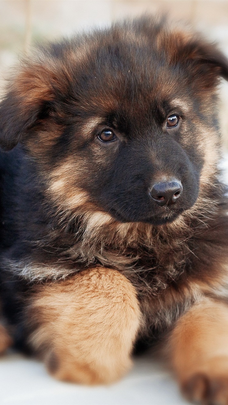 Babygerman Shepherd Wallpapers