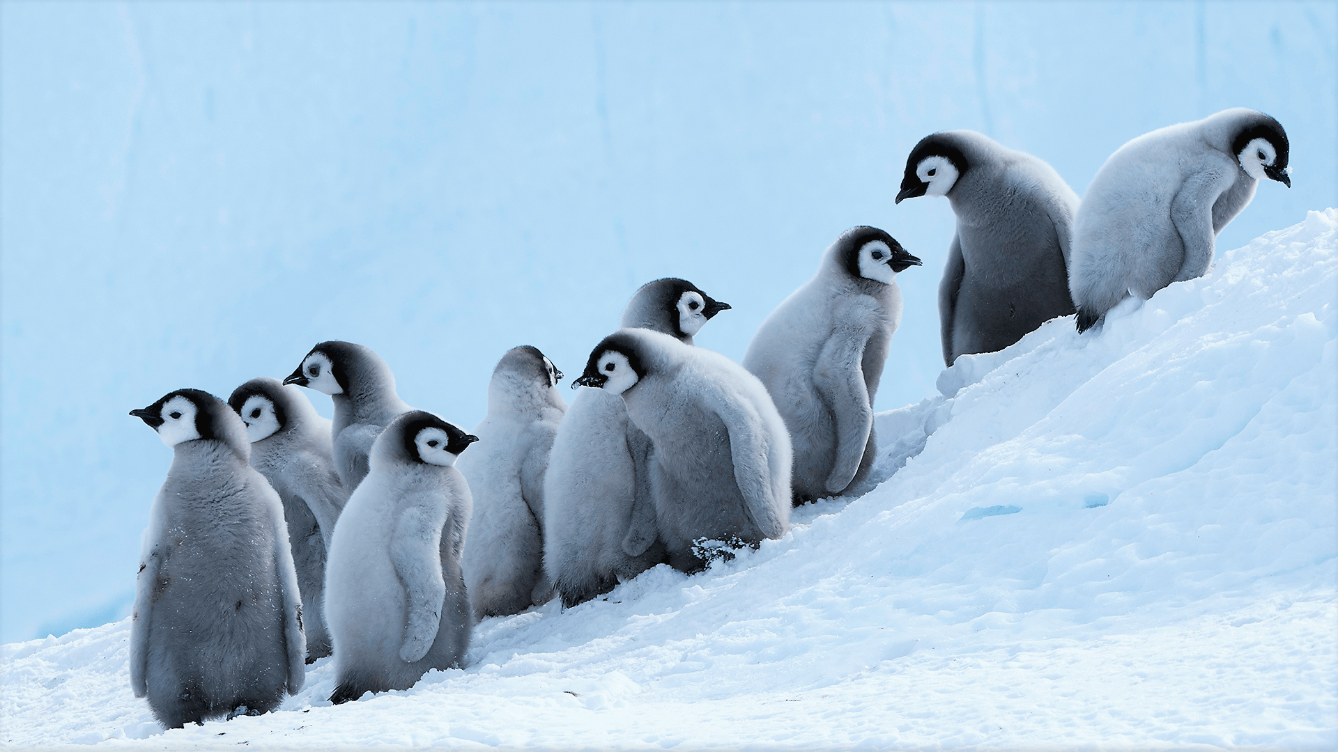 Babypenguin Wallpapers