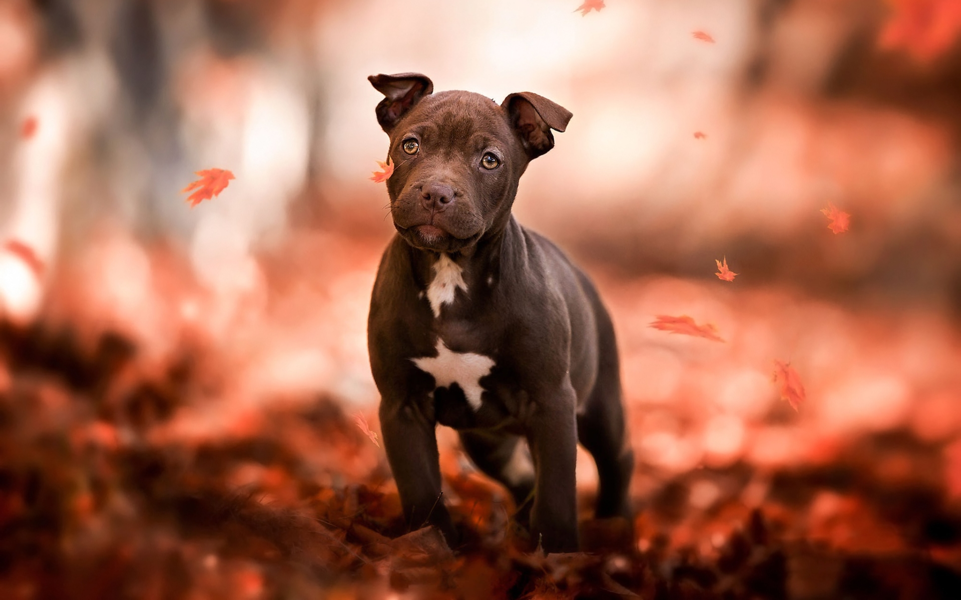 Babypitbull Wallpapers