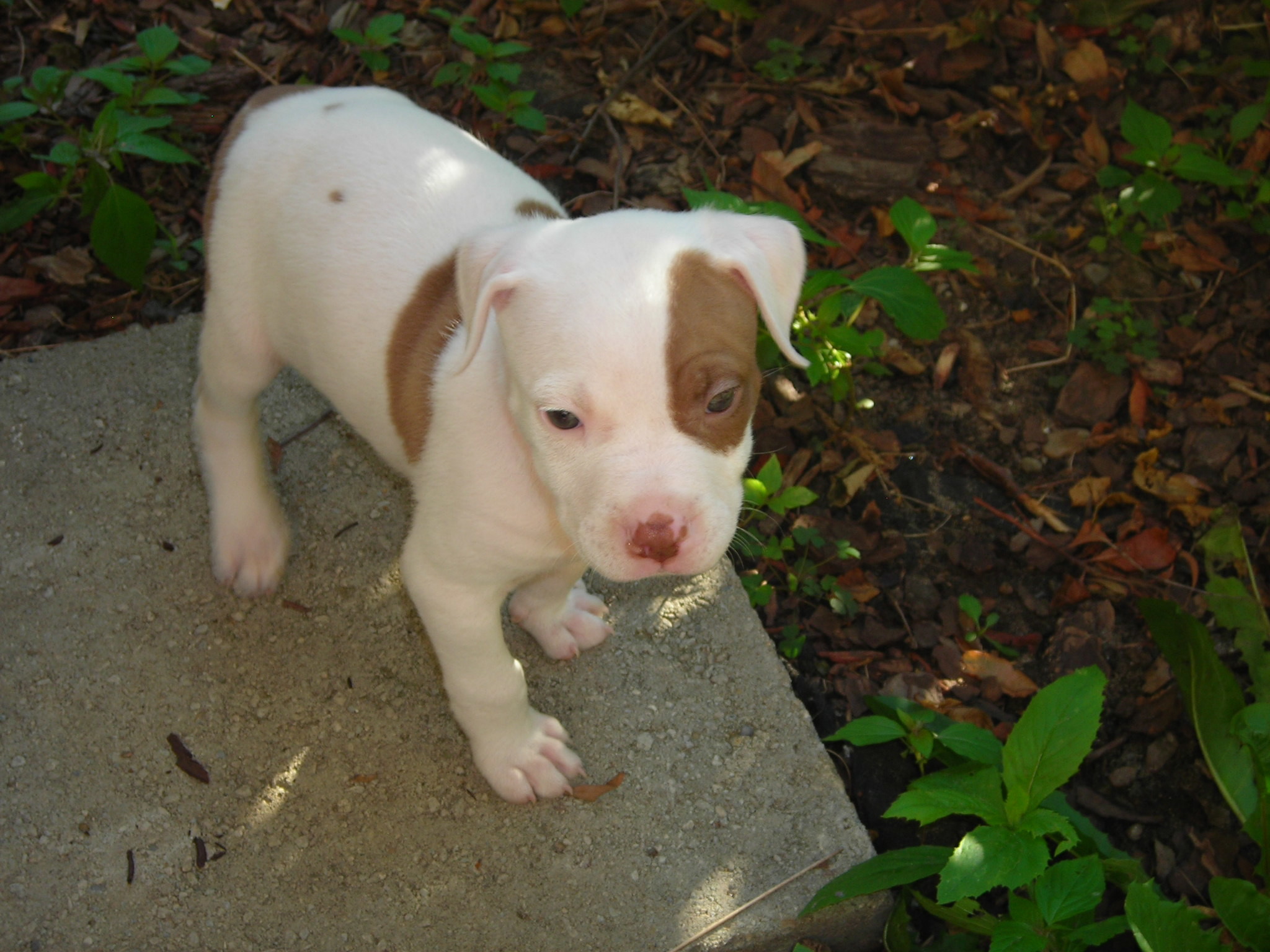 Babypitbull Wallpapers