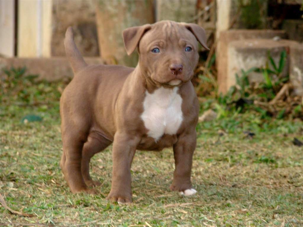 Babypitbull Wallpapers