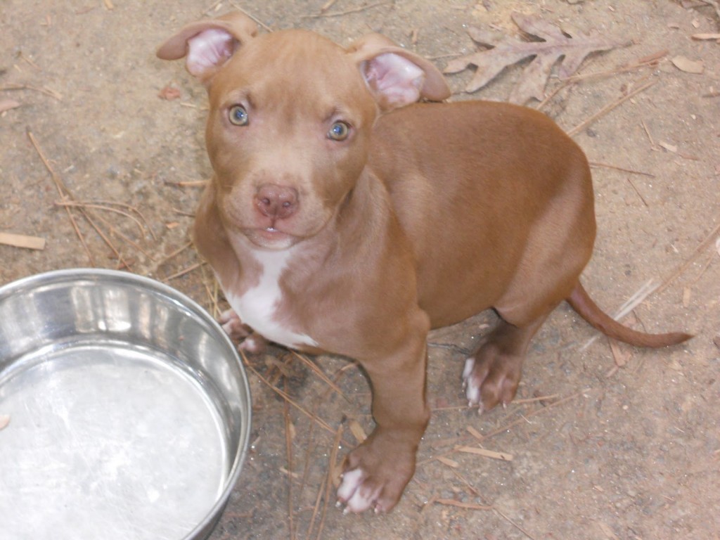 Babypitbull Wallpapers