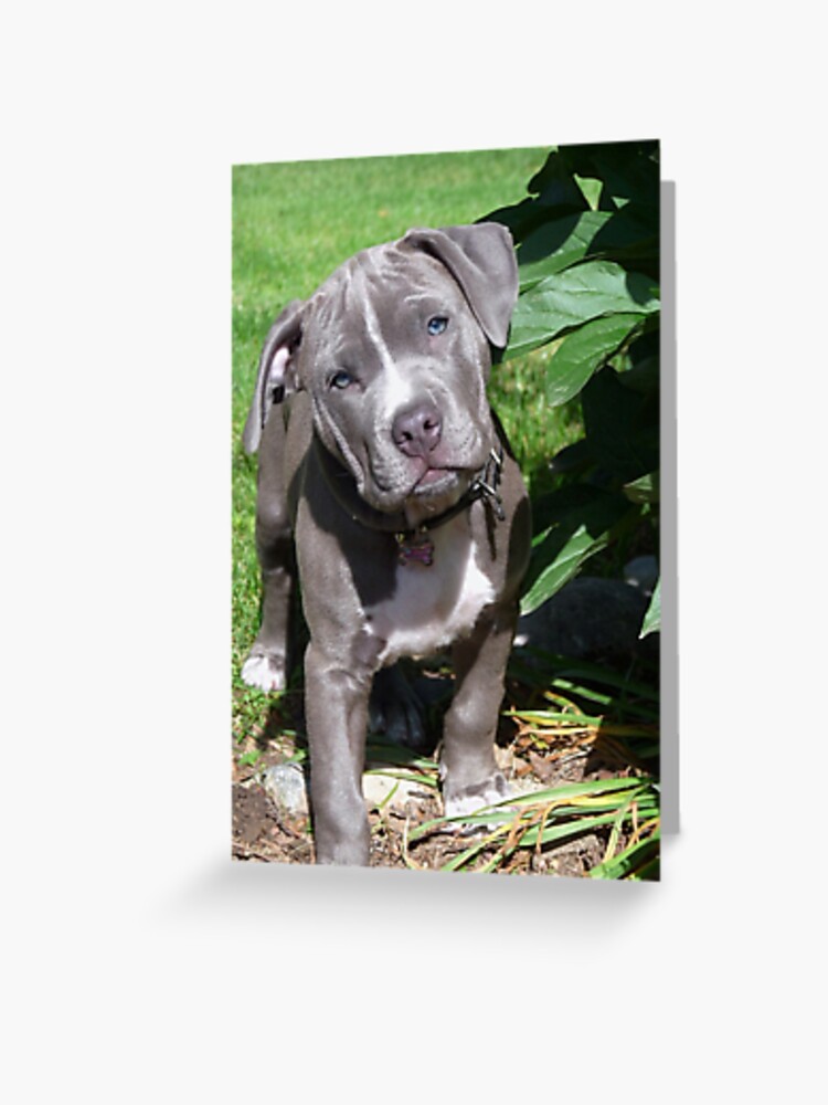 Babypitbull Wallpapers