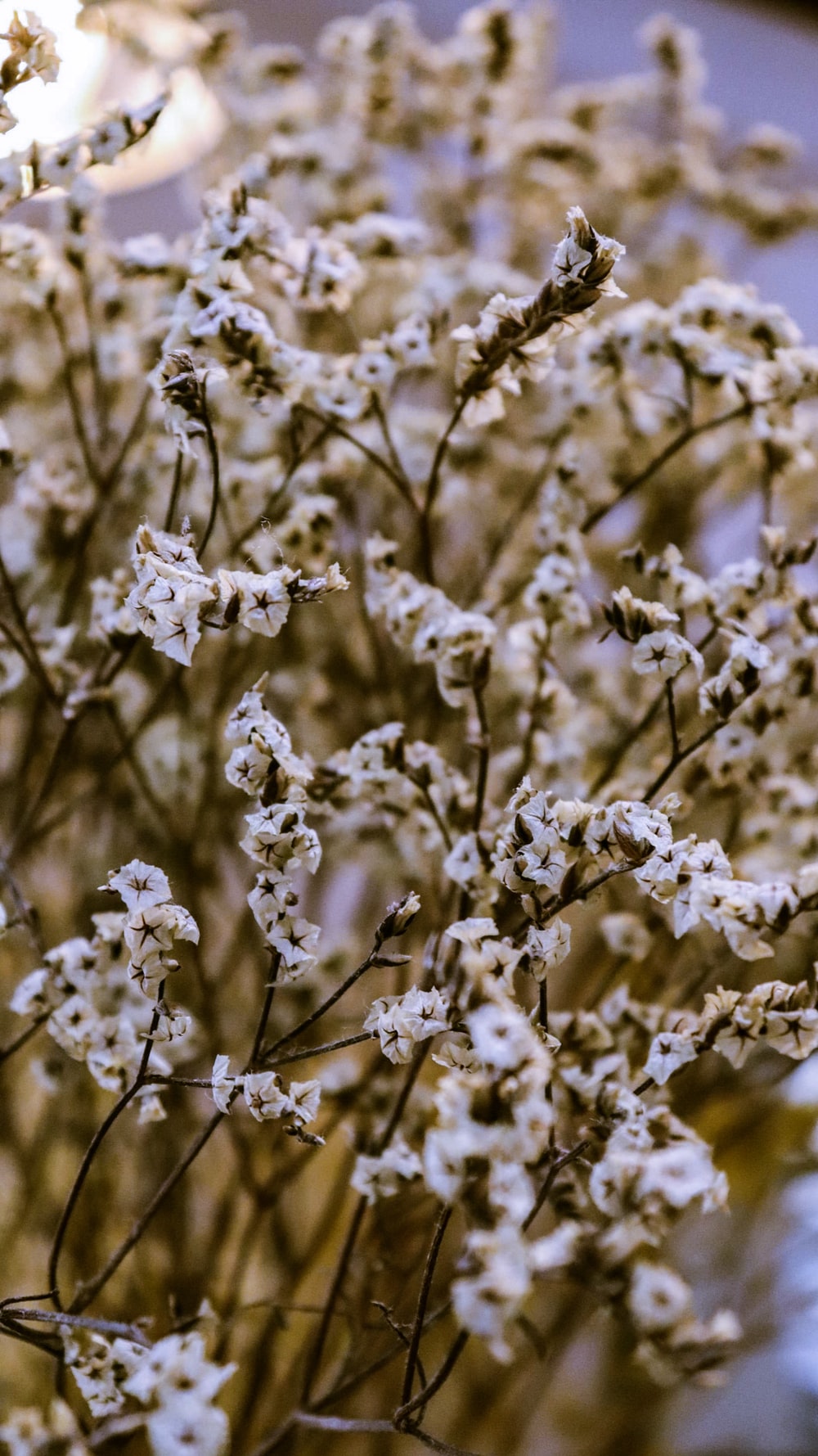 Baby'S Breath Wallpapers