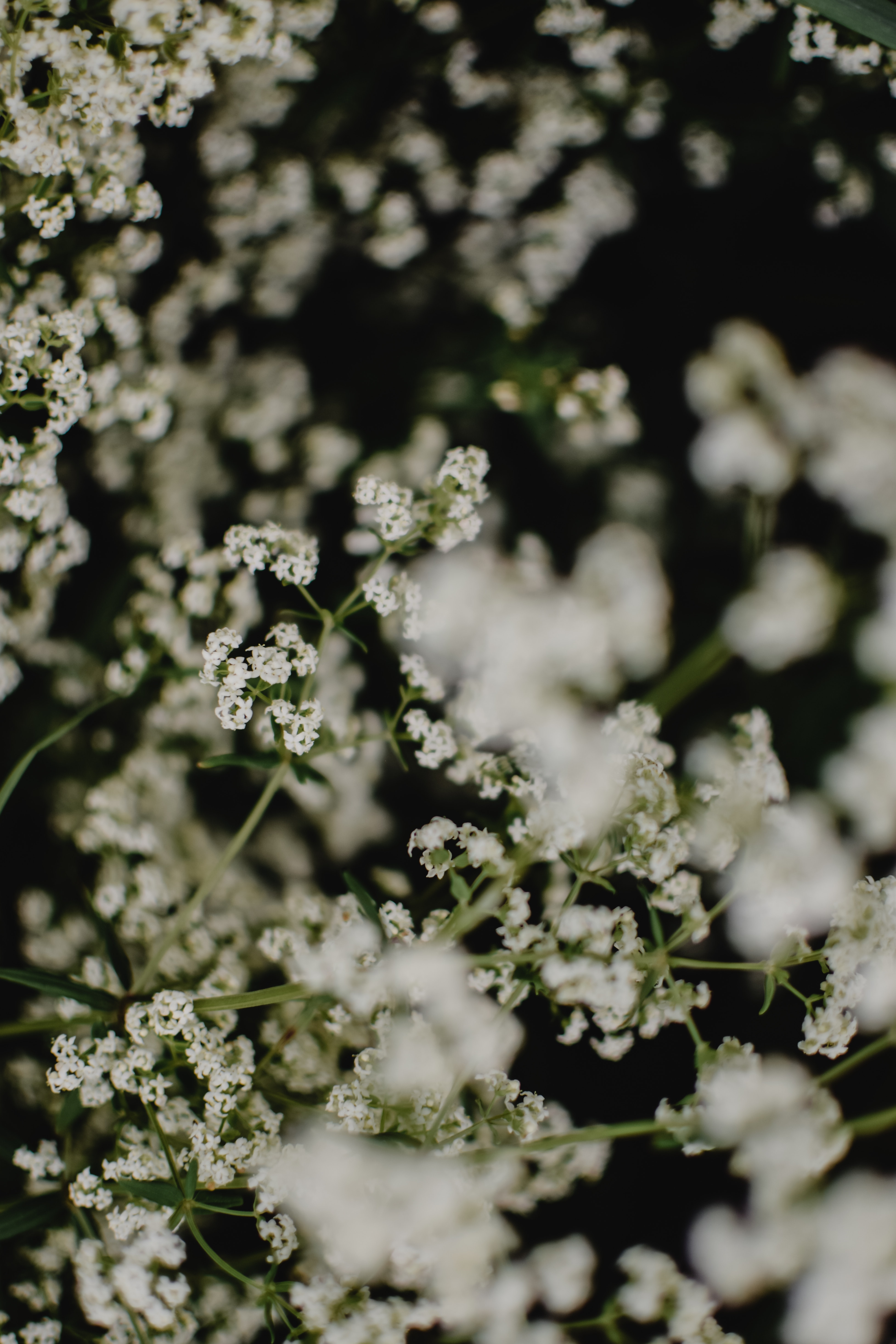 Baby'S Breath Wallpapers