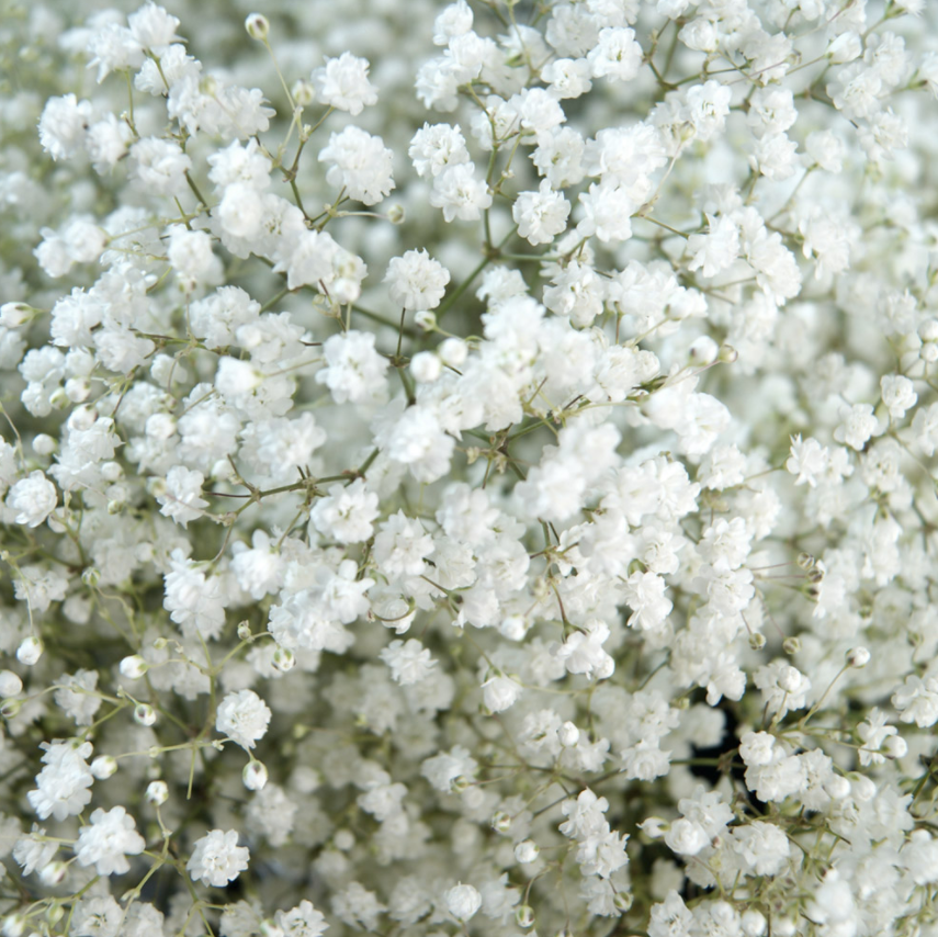 Baby'S Breath Wallpapers