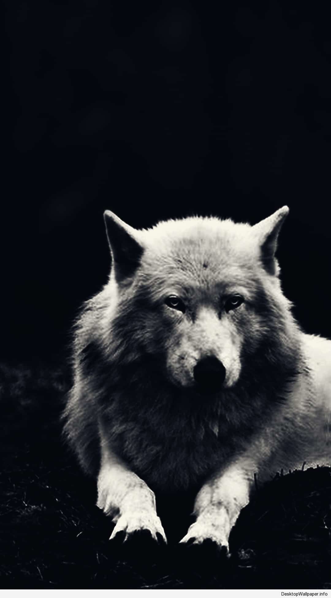 Badass Wolf Wallpapers