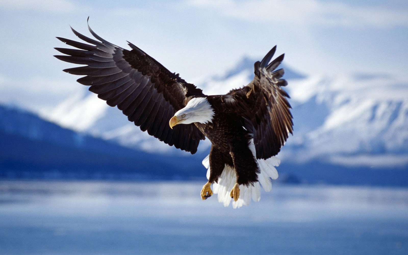 Bald Eagle Screen Savers Wallpapers