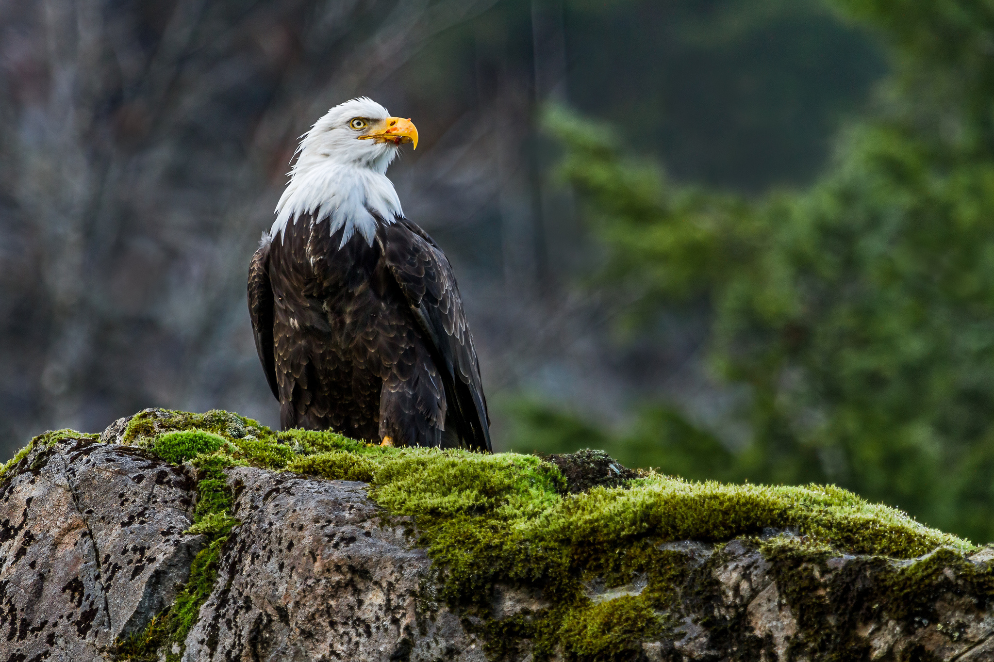 Bald Eagle Screen Savers Wallpapers