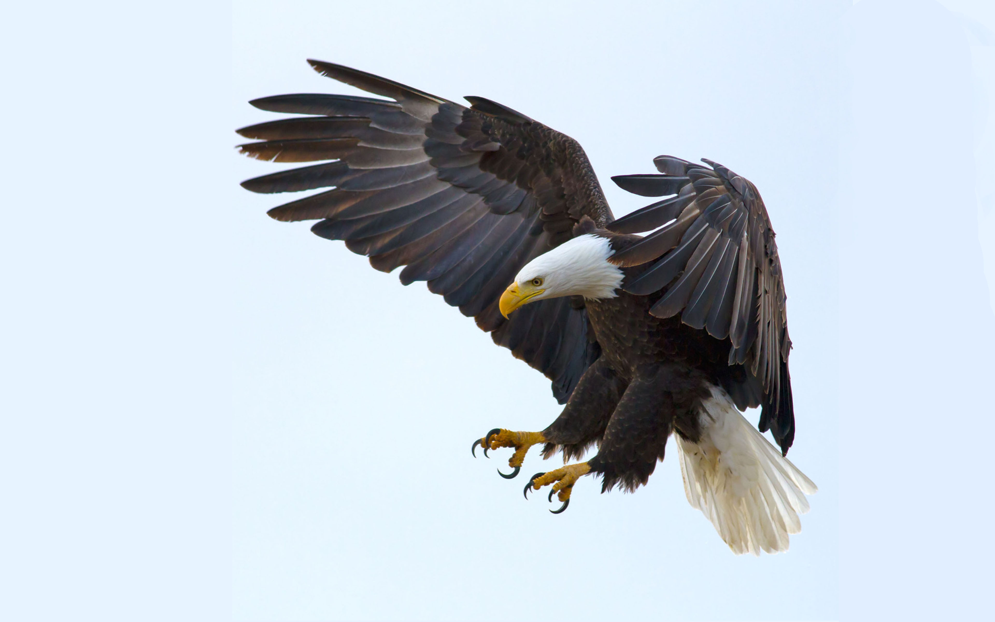 Bald Eagle Screen Savers Wallpapers