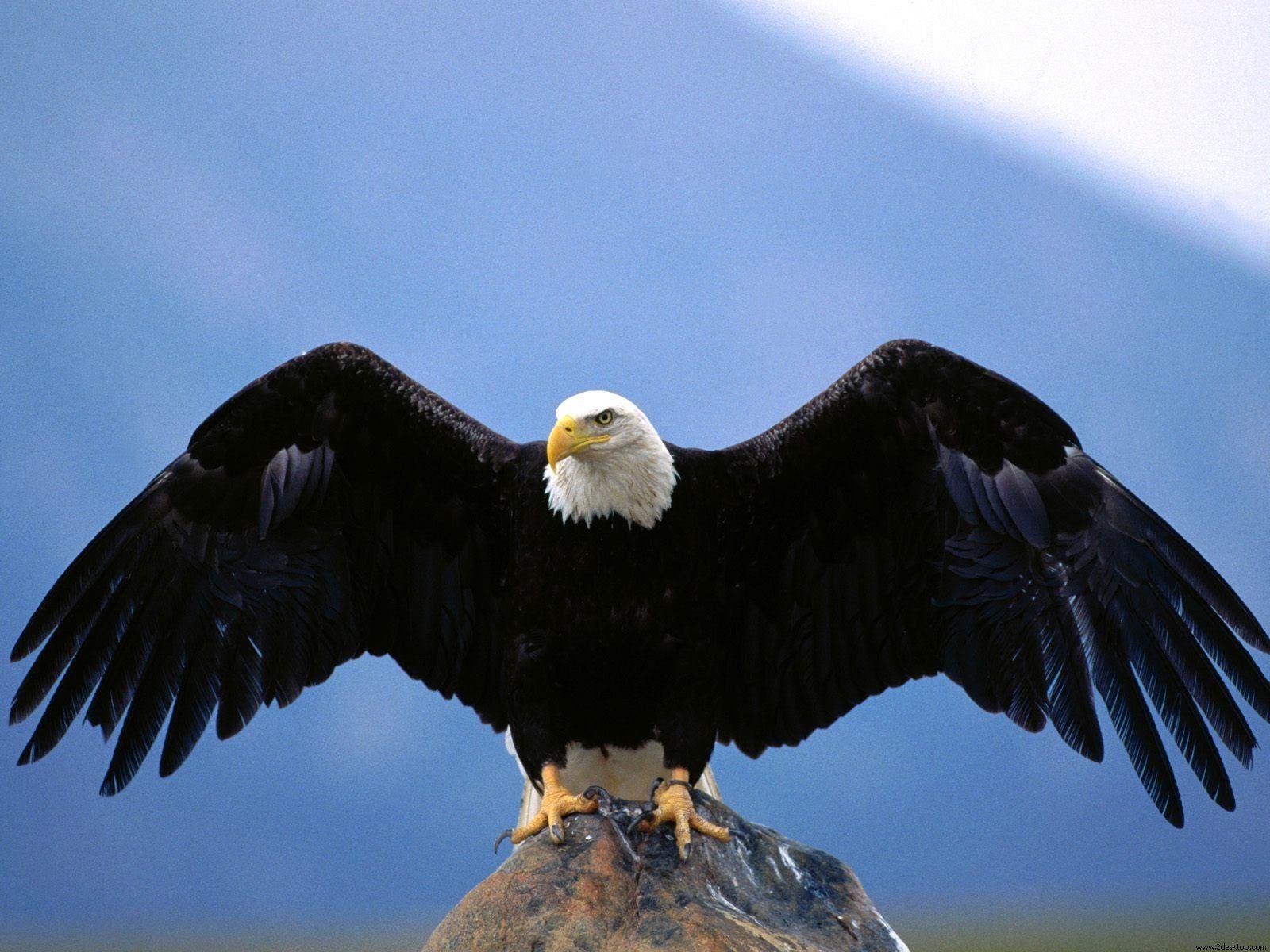 Bald Eagle Screen Savers Wallpapers