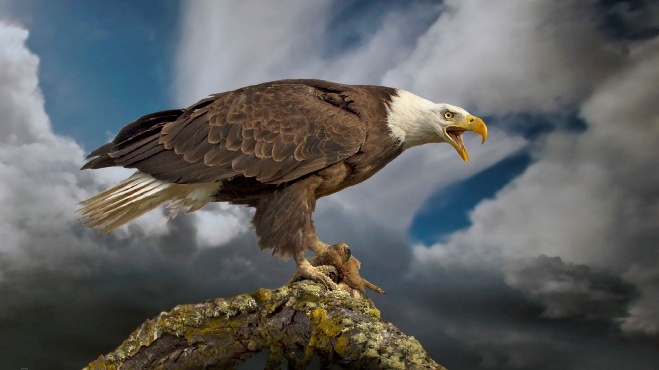 Bald Eagle Screen Savers Wallpapers