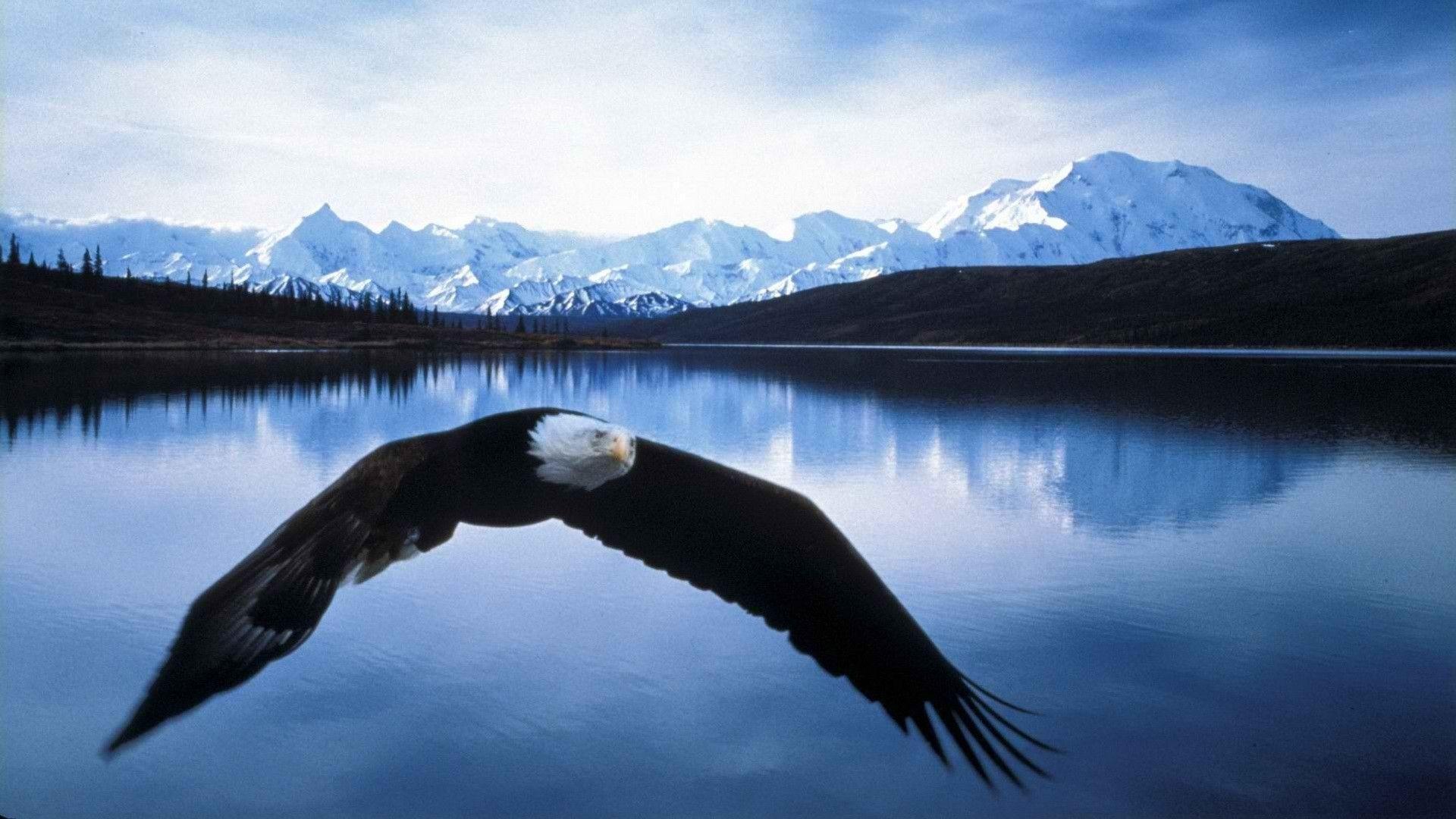 Bald Eagle Screen Savers Wallpapers