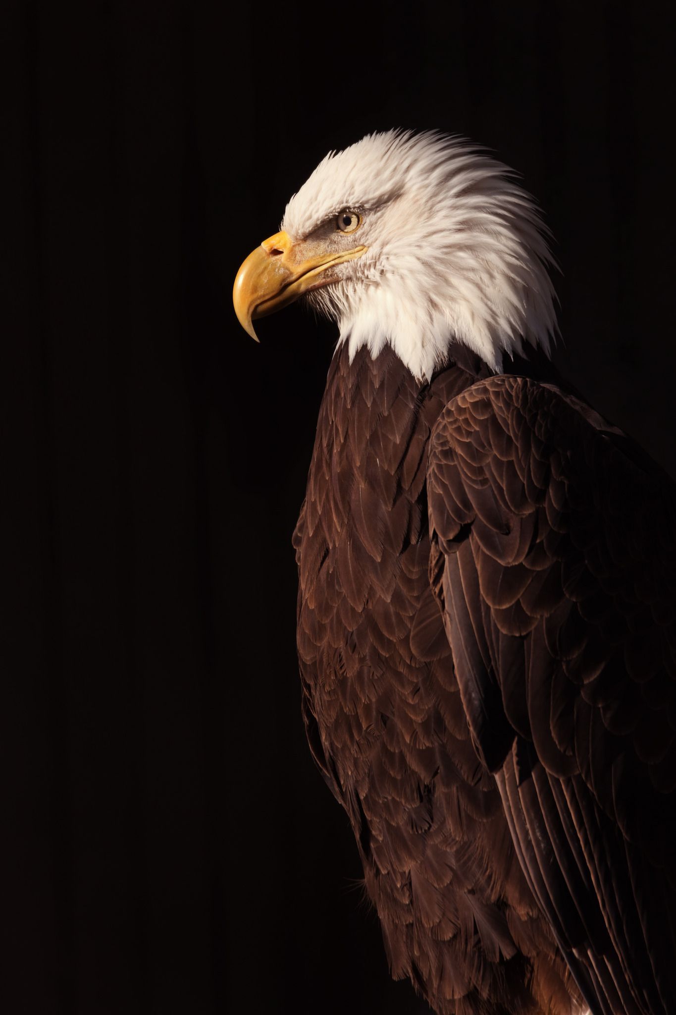 Bald Eagles Wallpapers