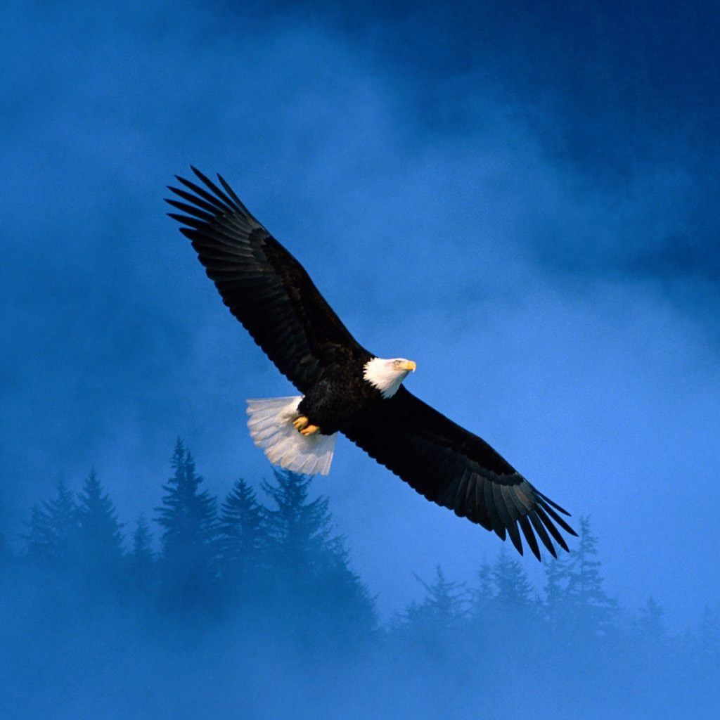 Bald Eagles Wallpapers