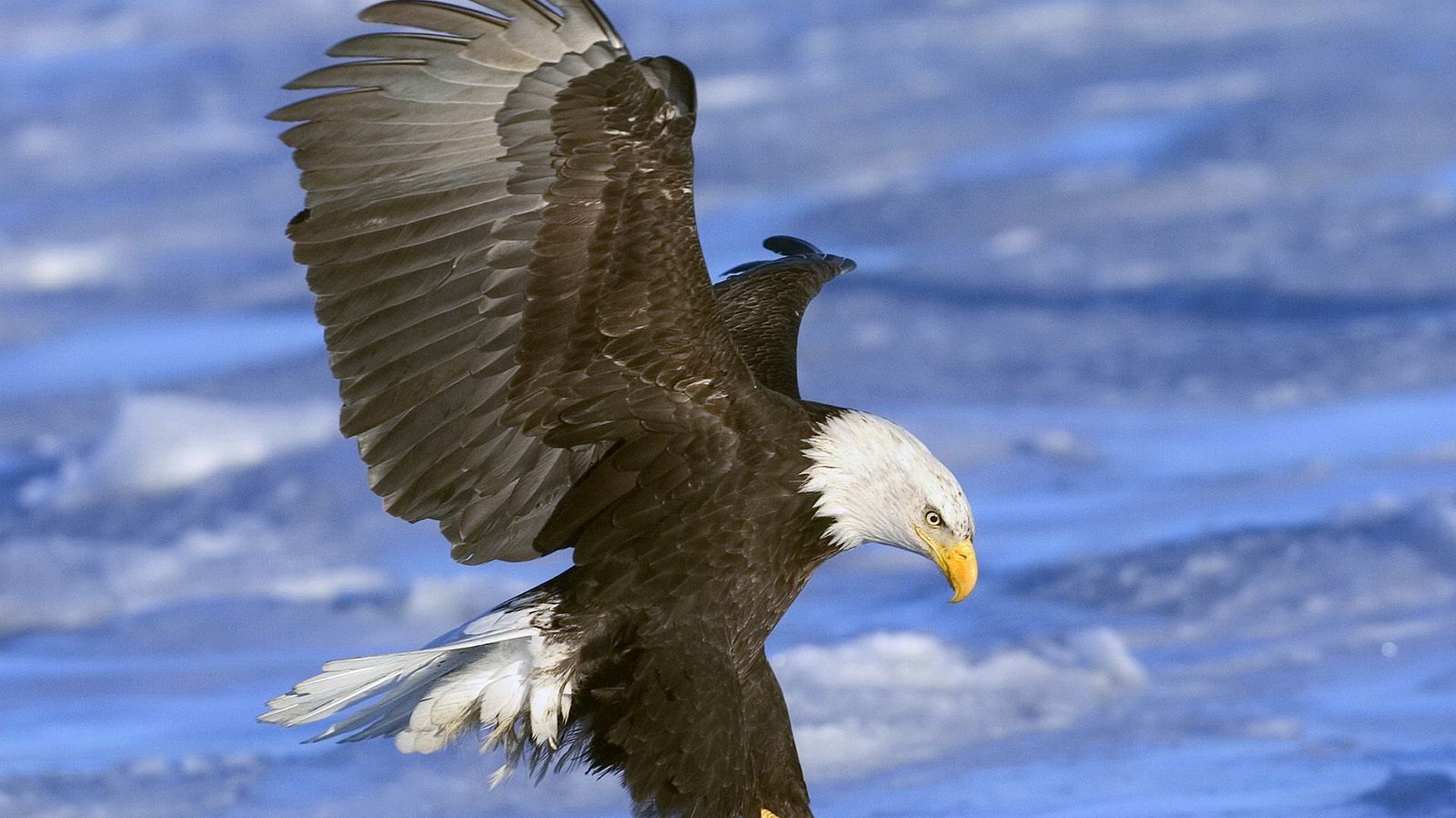 Bald Eagles Wallpapers