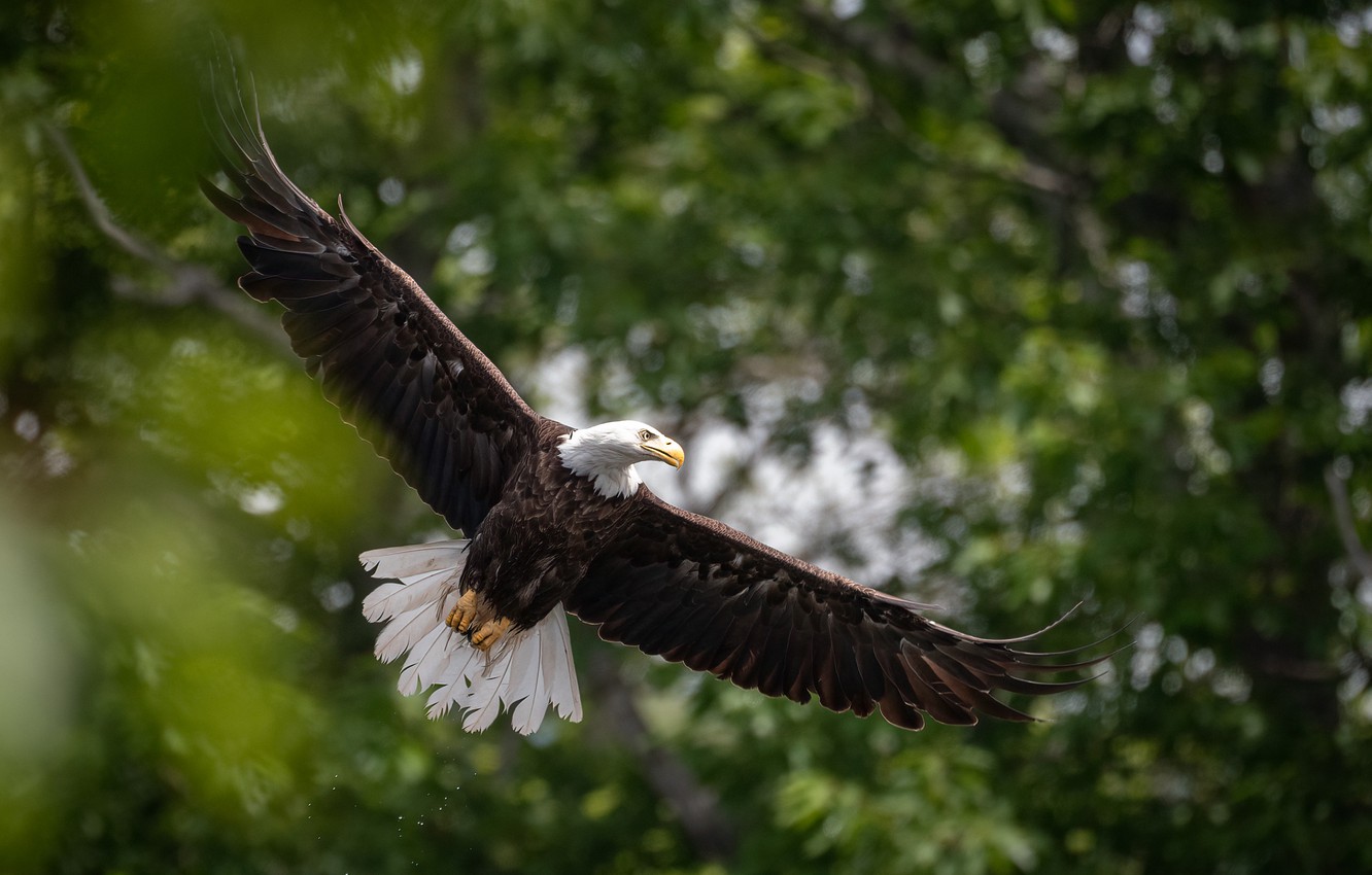 Bald Eagles Wallpapers