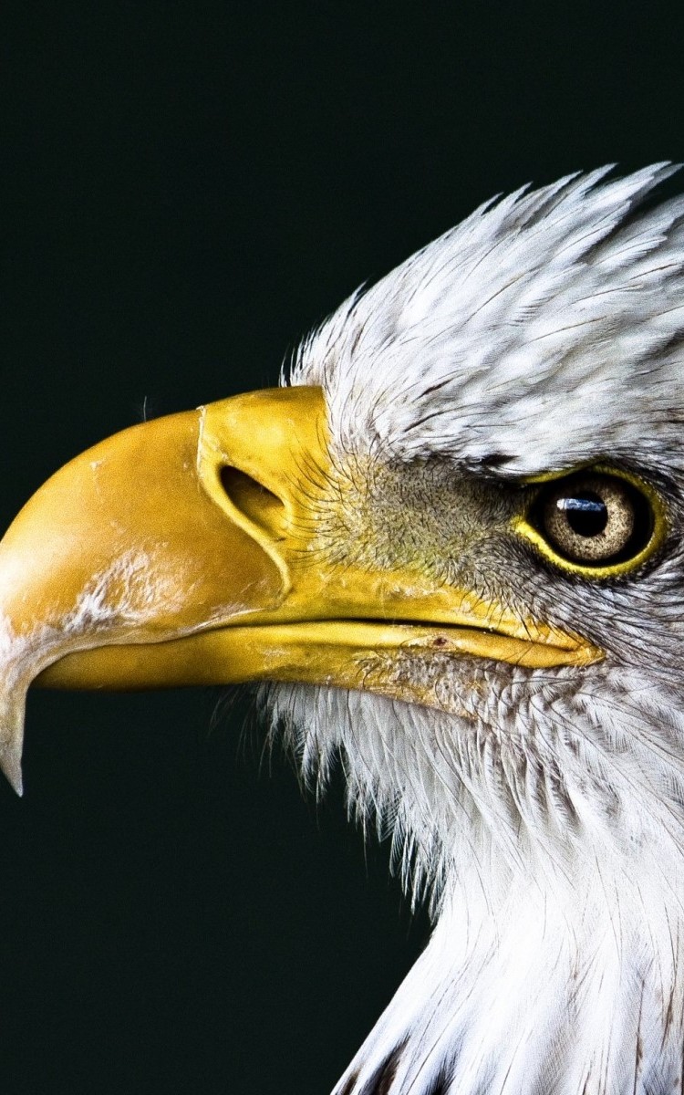 Bald Eagles Wallpapers