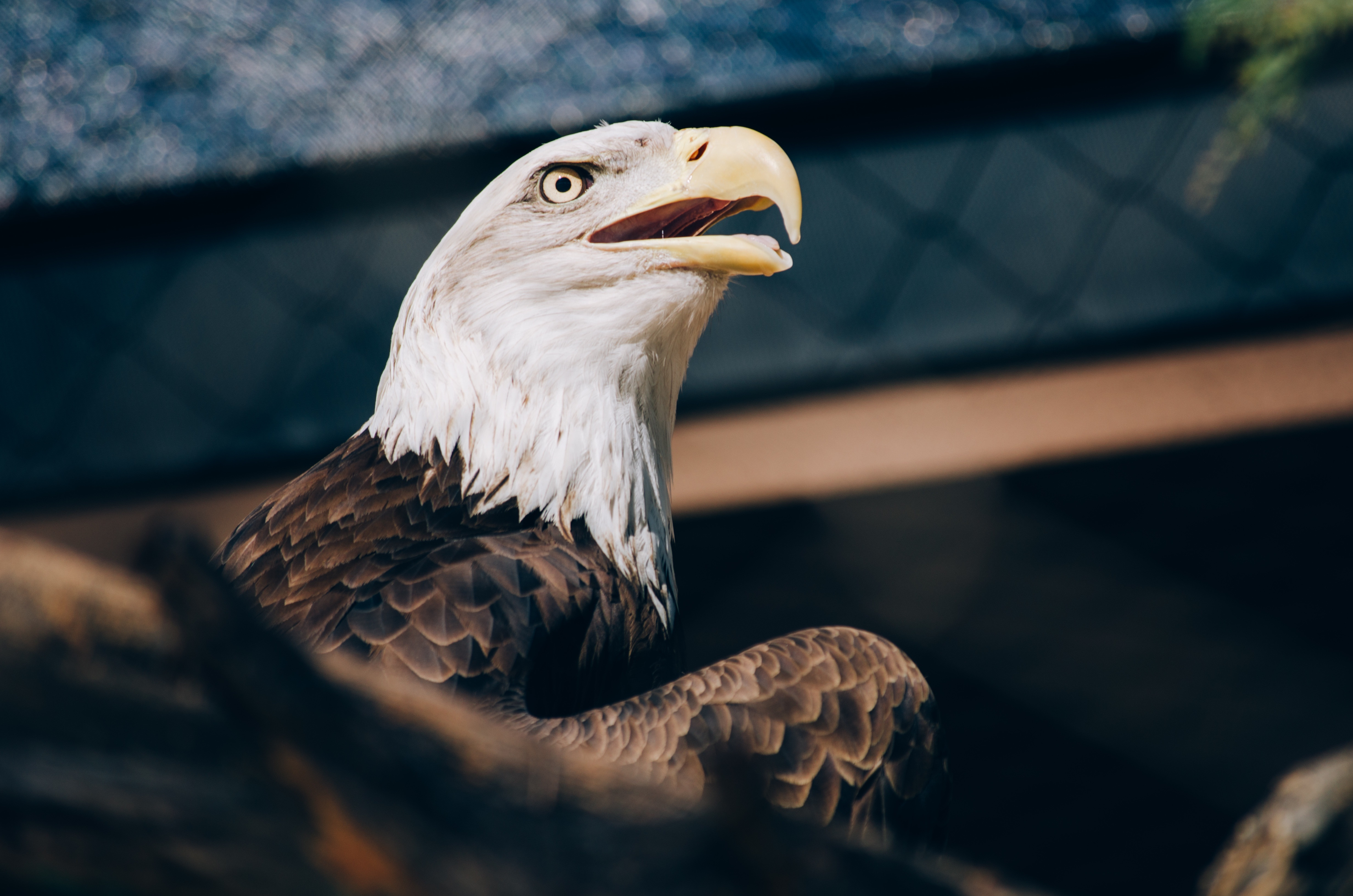 Bald Eagles Wallpapers