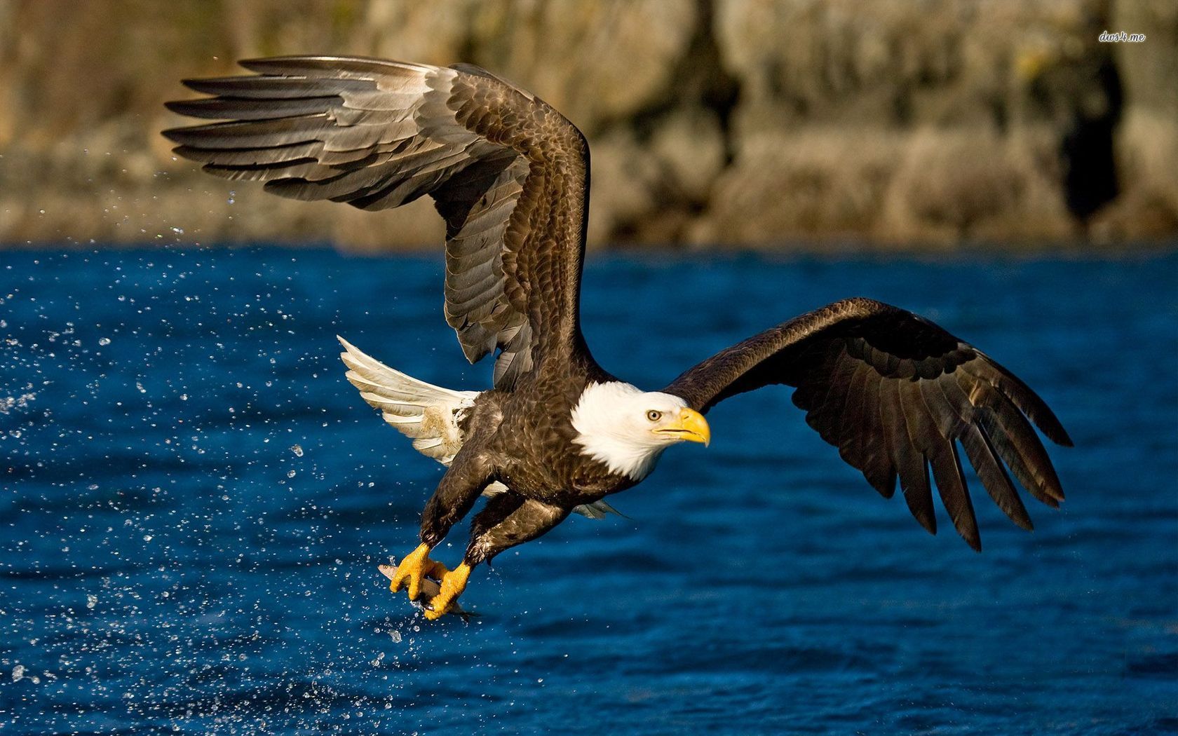 Bald Eagles Wallpapers