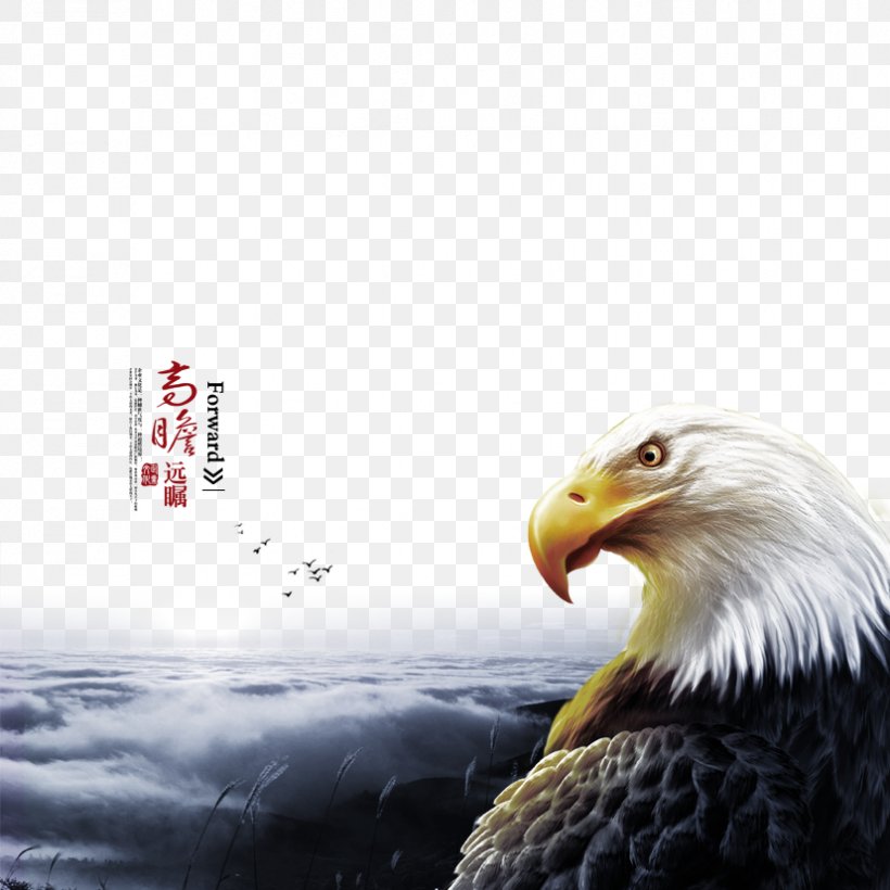 Bald Eagles Wallpapers