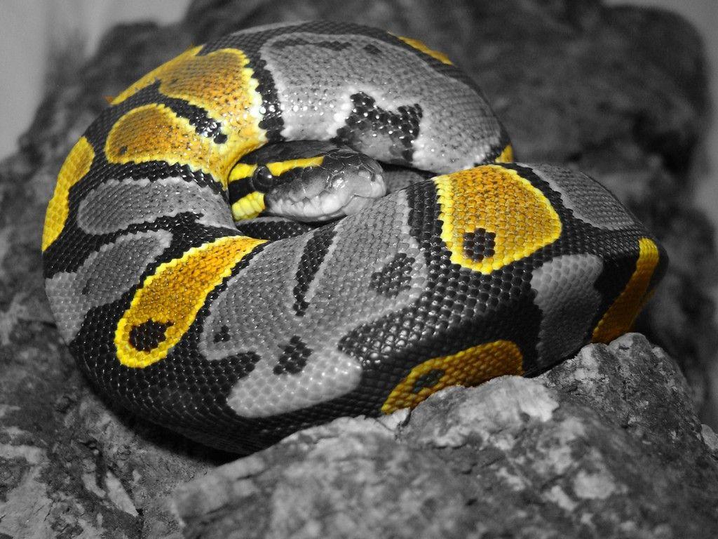 Ball Python Wallpapers