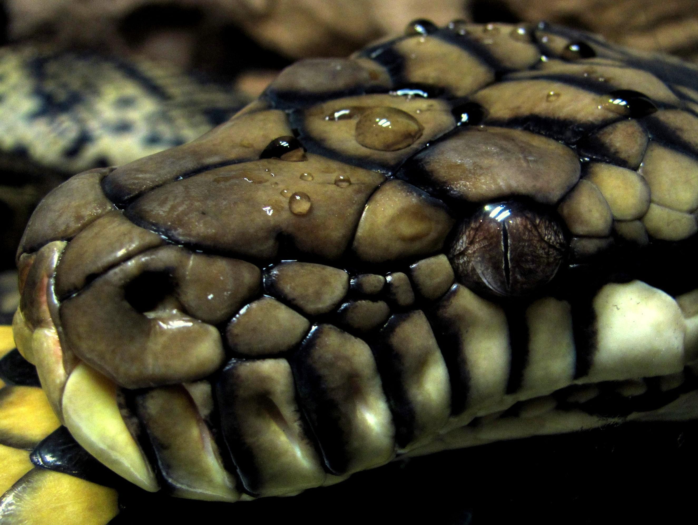 Ball Python Wallpapers