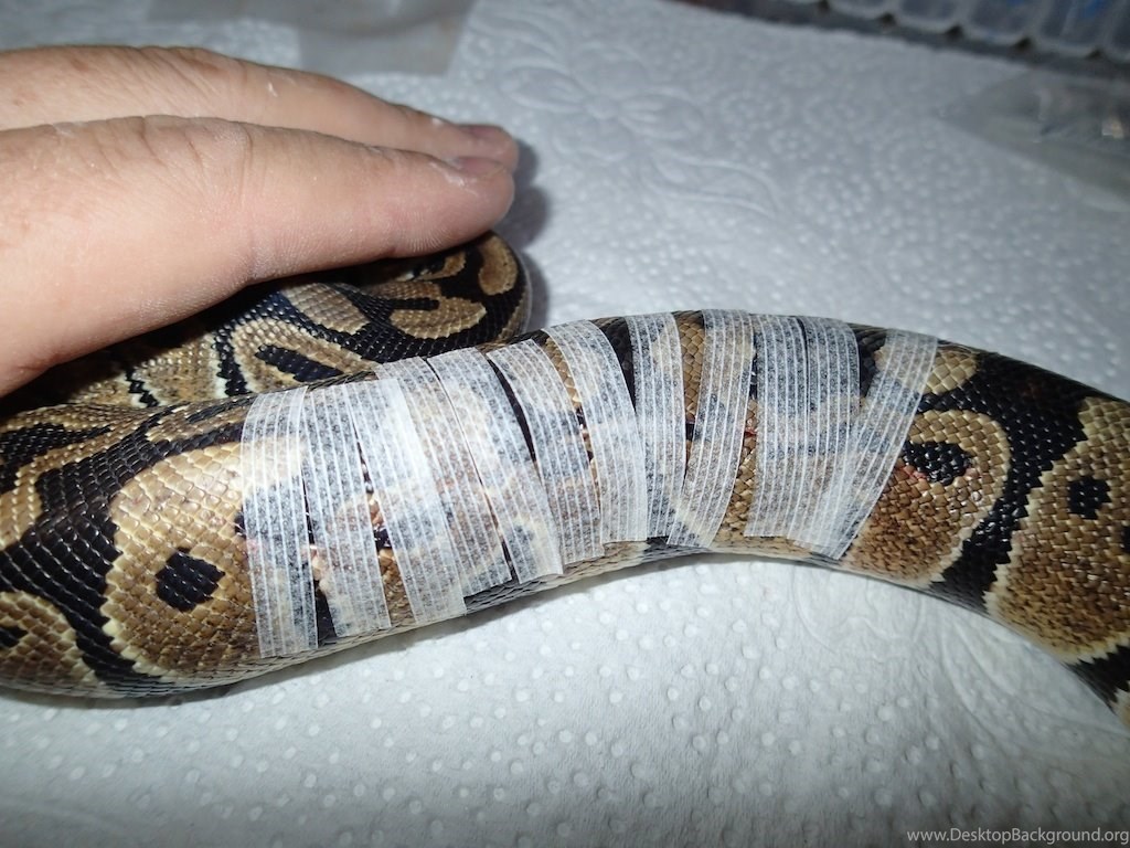 Ball Python Wallpapers