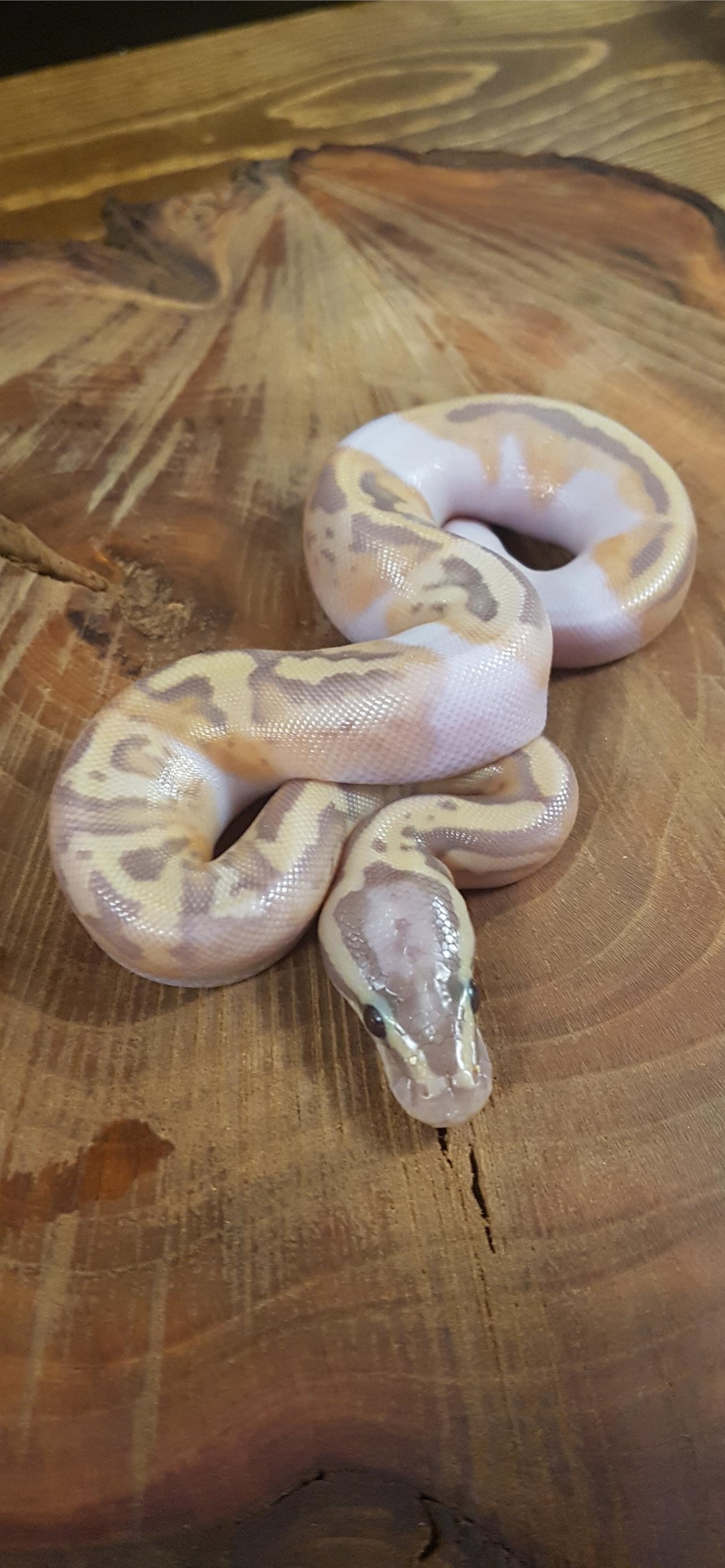 Ball Python Wallpapers