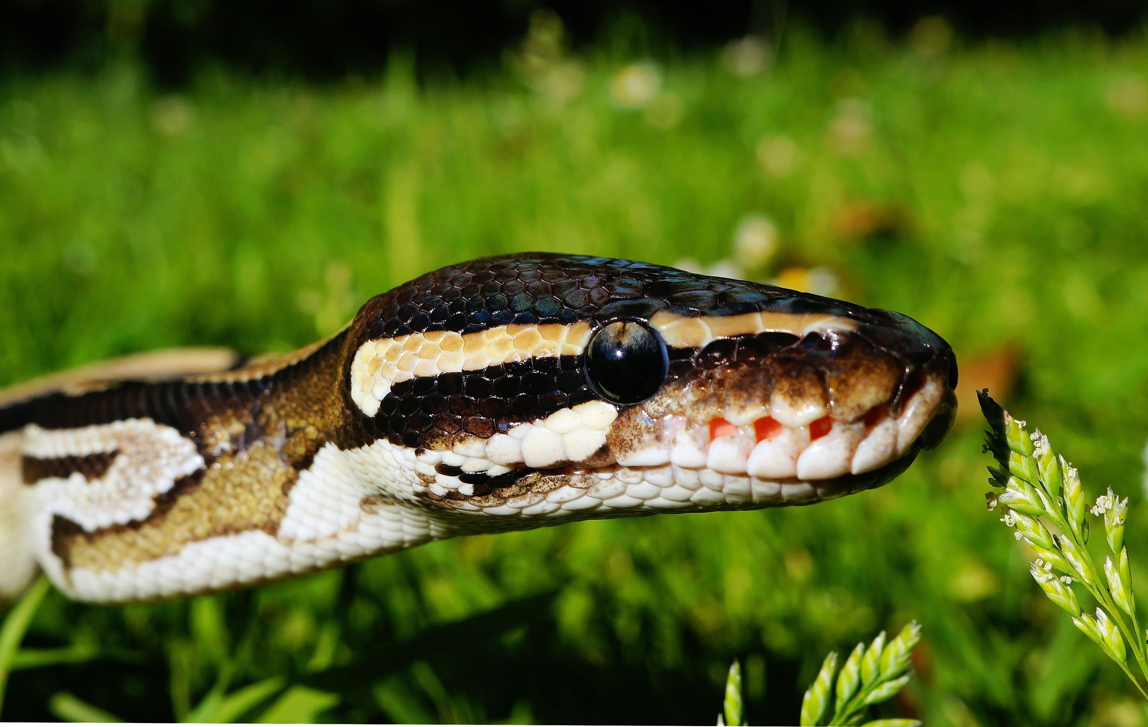 Ball Python Wallpapers