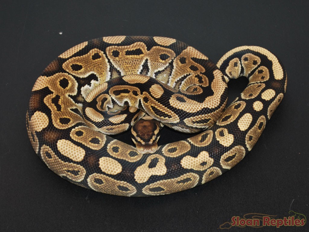 Ball Python Wallpapers