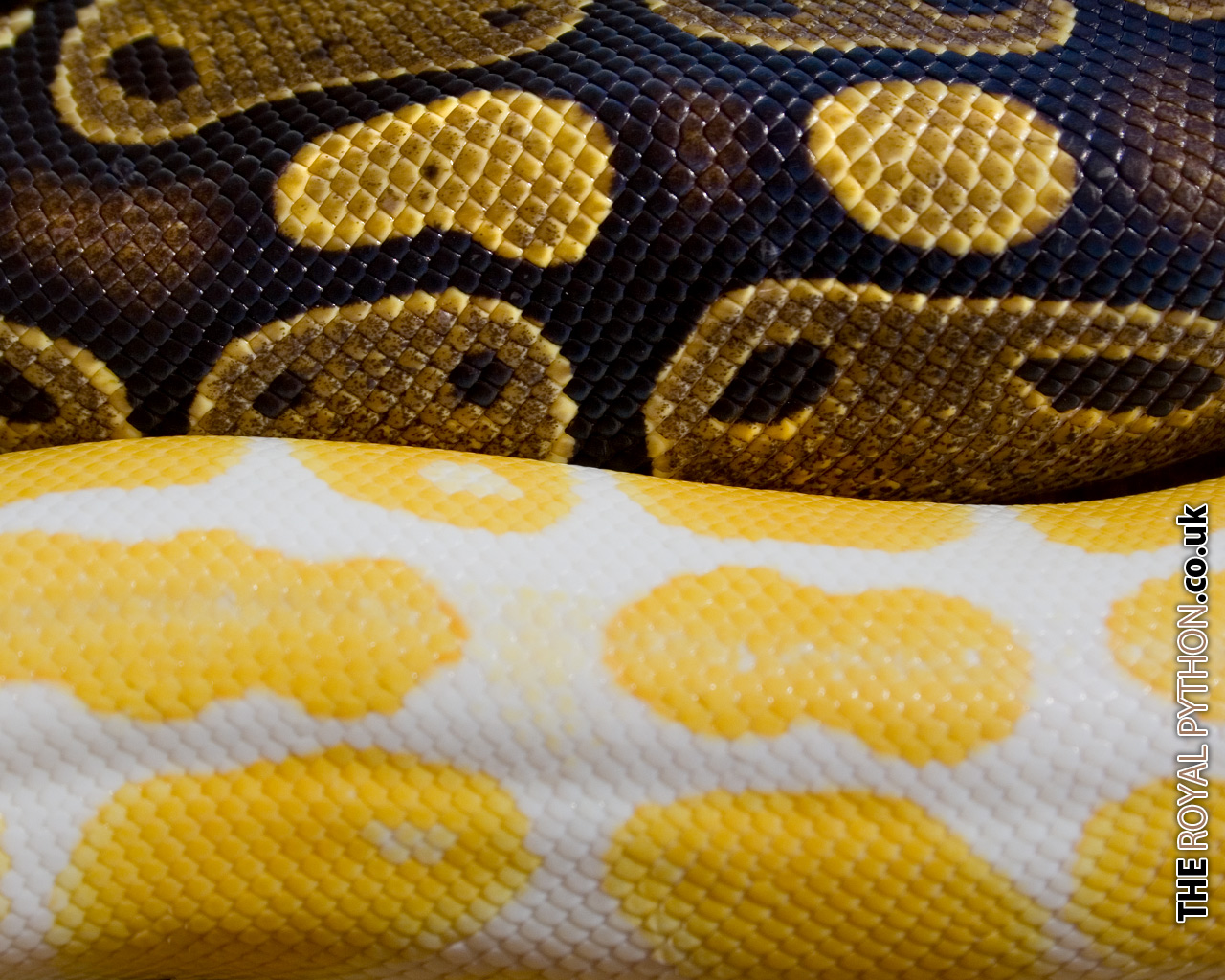 Ball Python Wallpapers