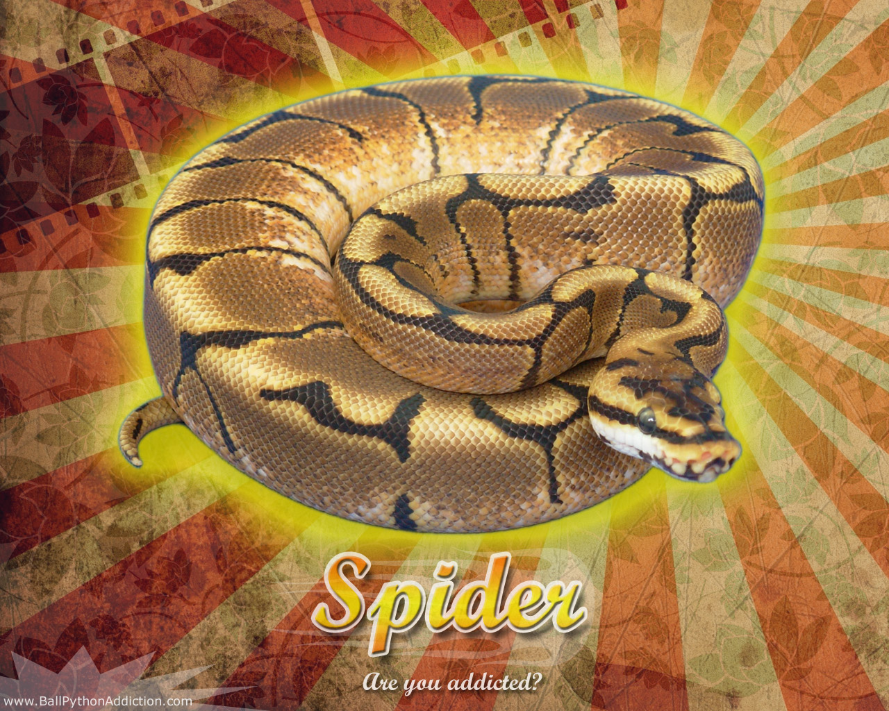 Ball Python Wallpapers