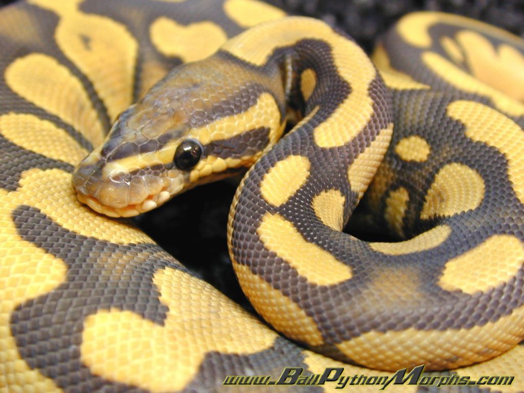 Ball Python Wallpapers