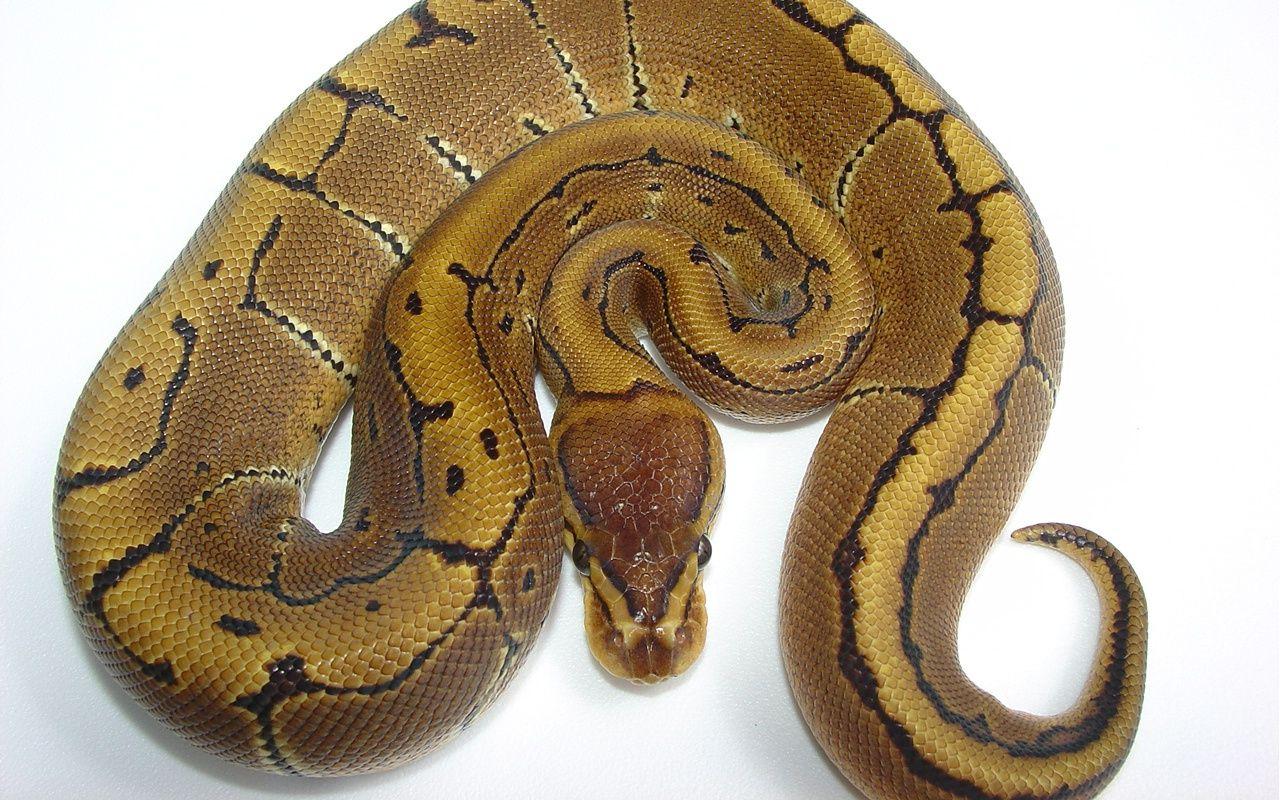 Ball Python Wallpapers