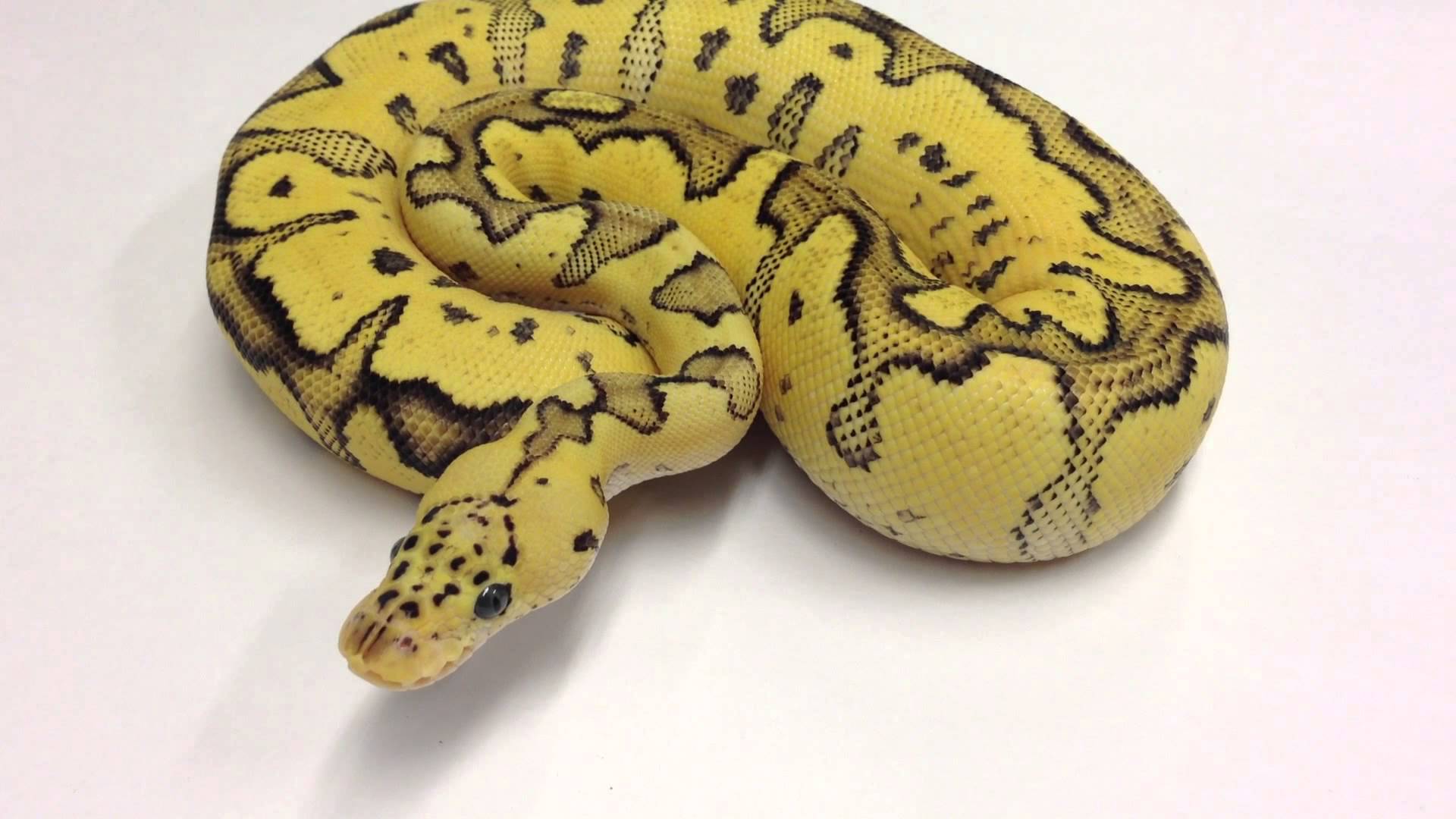 Ball Python Wallpapers