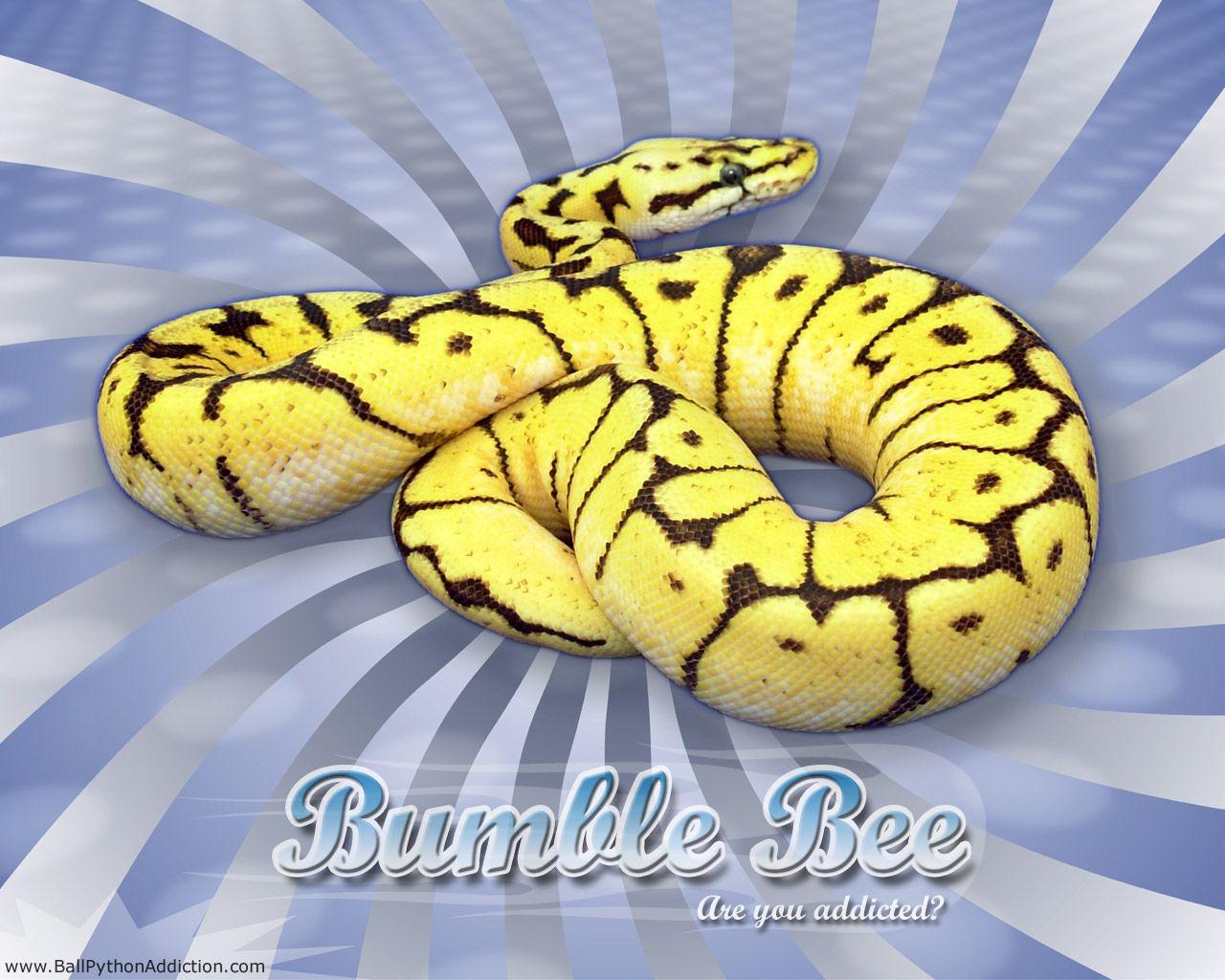 Ball Python Wallpapers