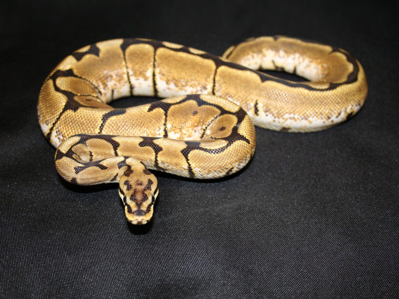 Ball Python Wallpapers