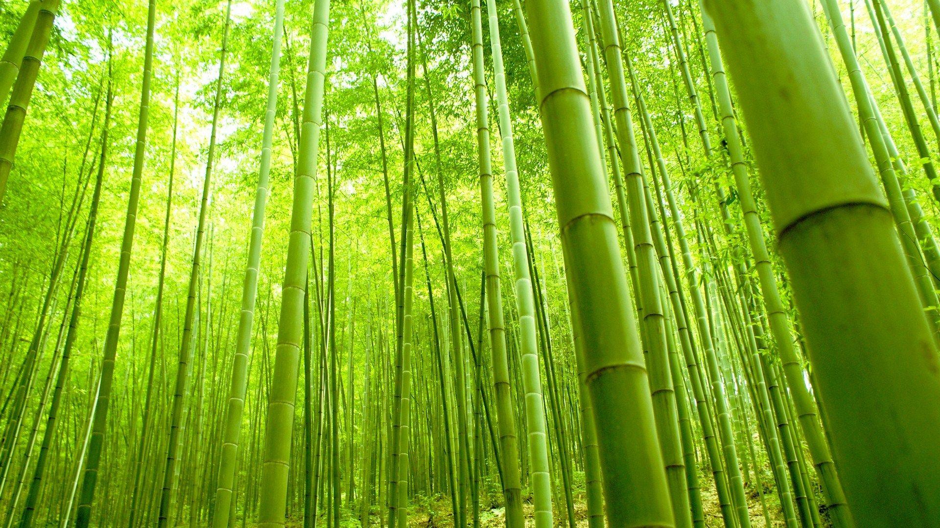 Bamboo Forest Wallpapers