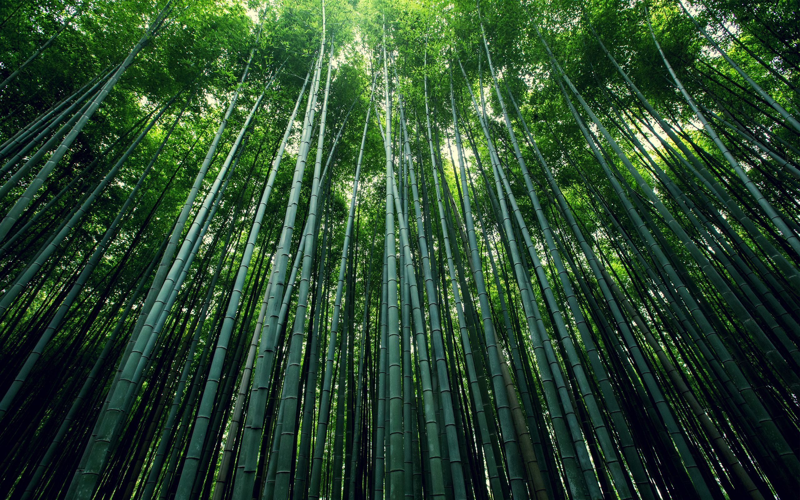 Bamboo Forest Wallpapers