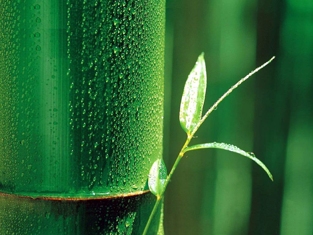 Bamboo Leaf Wallpapers