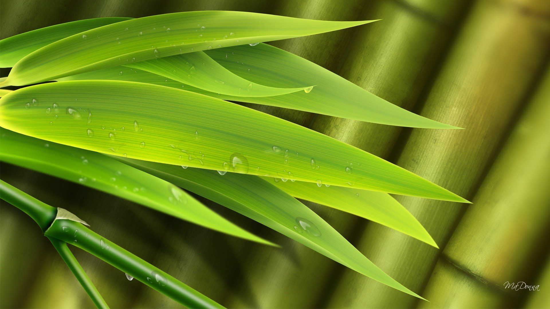 Bamboo Leaf Wallpapers