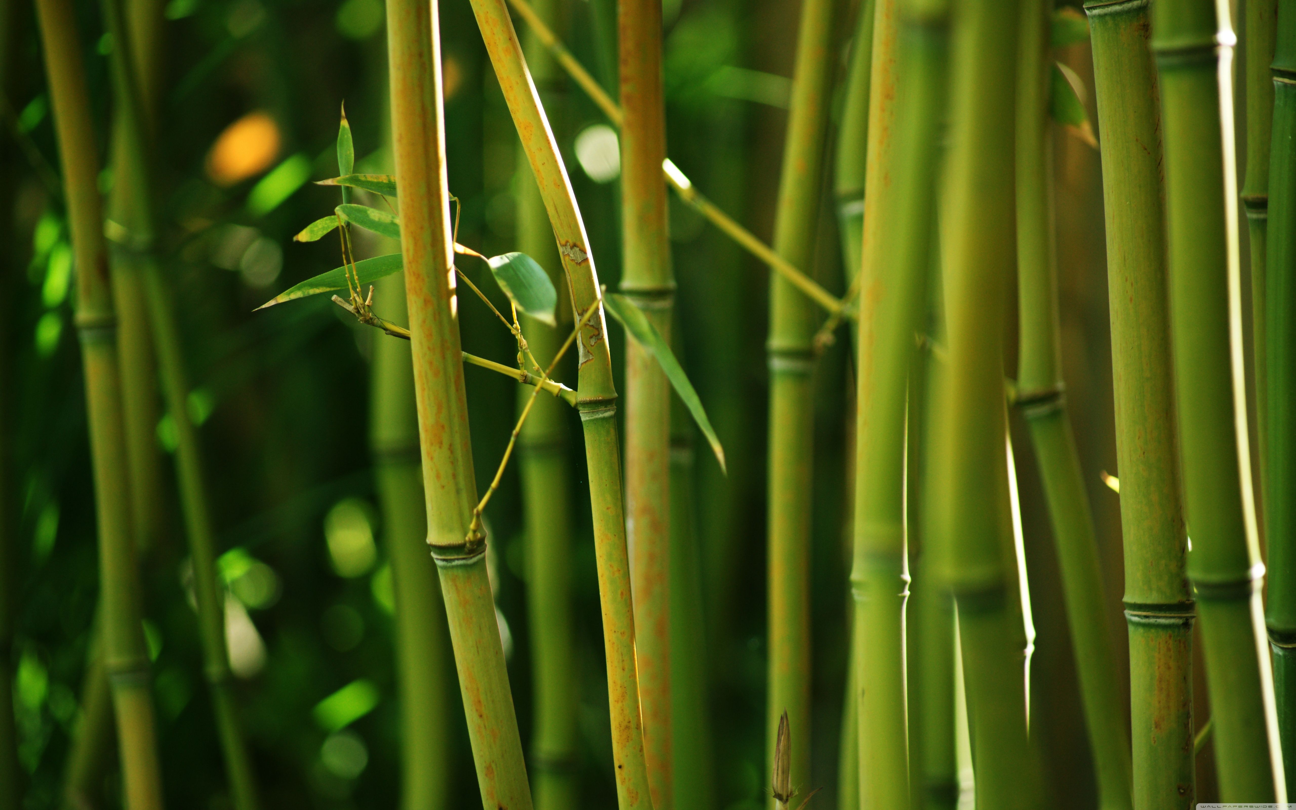 Bamboo Hd Wallpapers