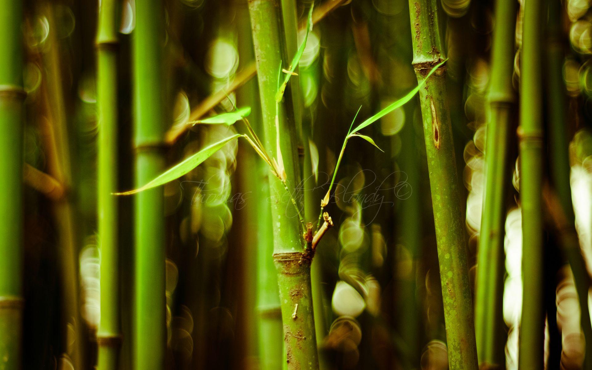 Bamboo Hd Wallpapers