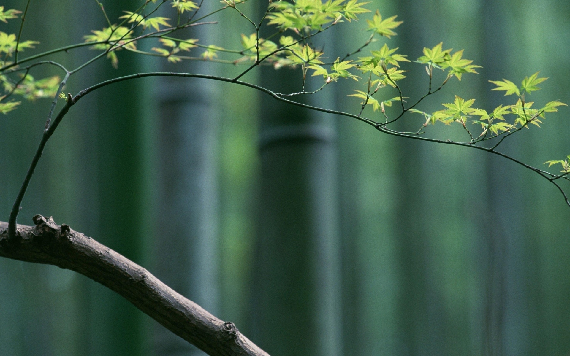 Bamboo Hd Wallpapers