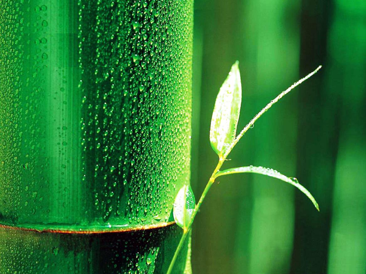 Bamboo Hd Wallpapers