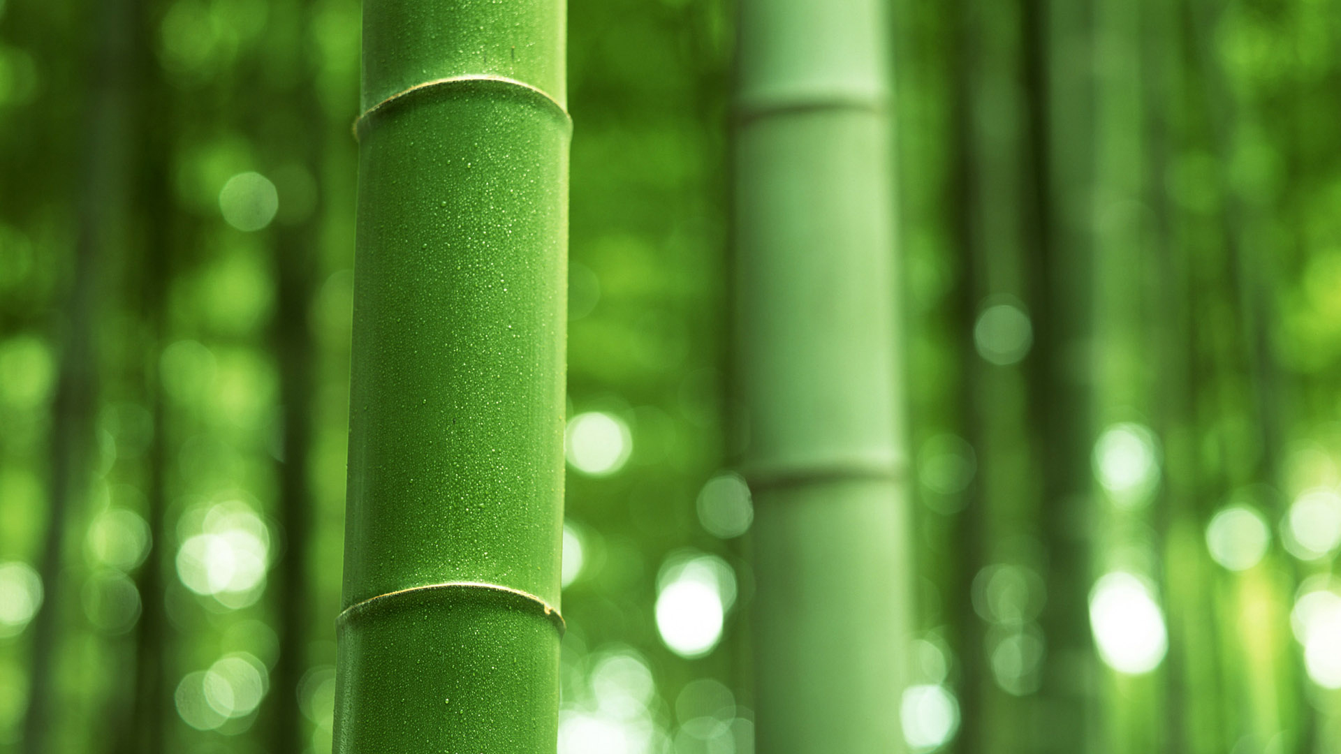 Bamboo Hd Wallpapers