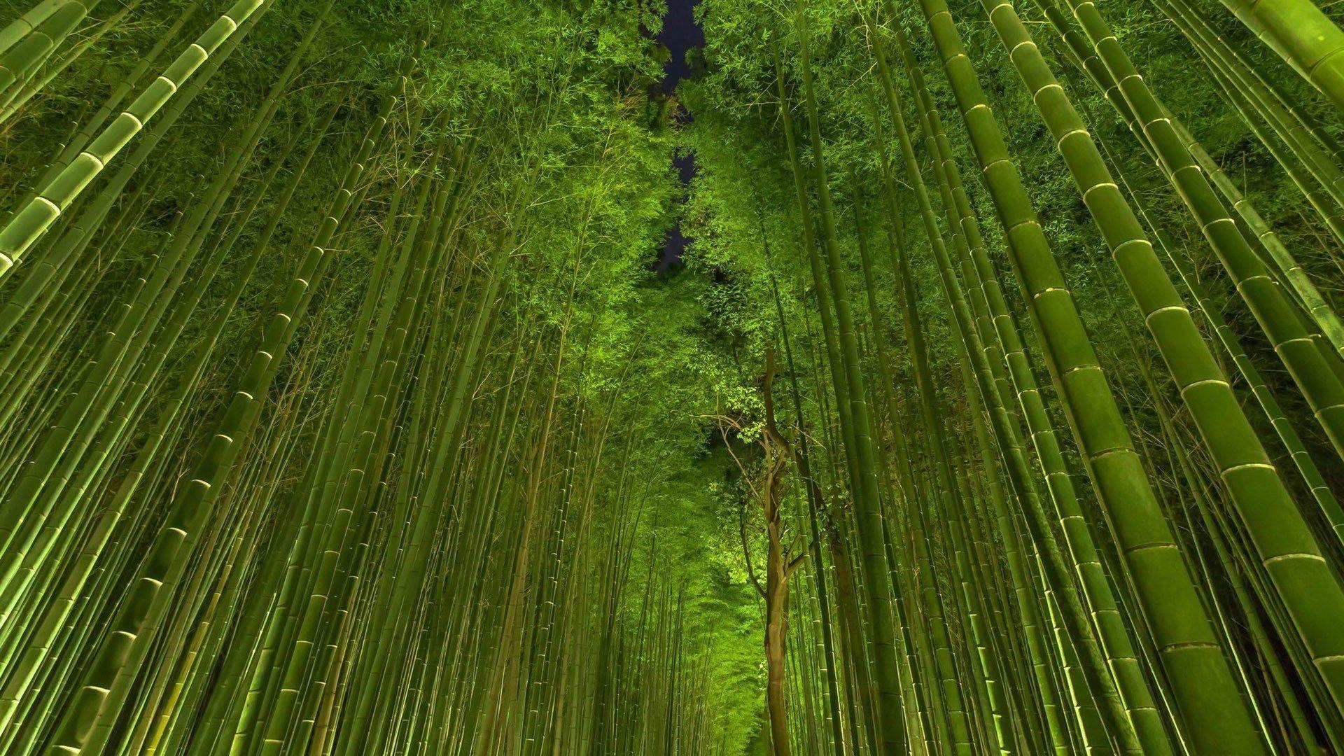 Bamboo Hd Wallpapers